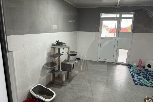 Katzenzimmer